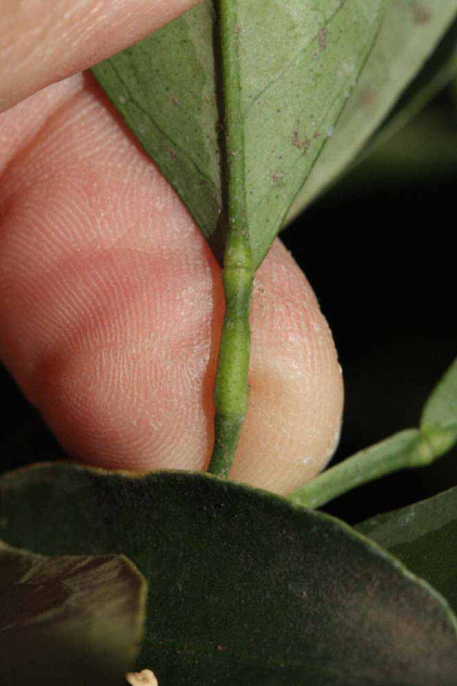              Petiole (Riverside, CA)       